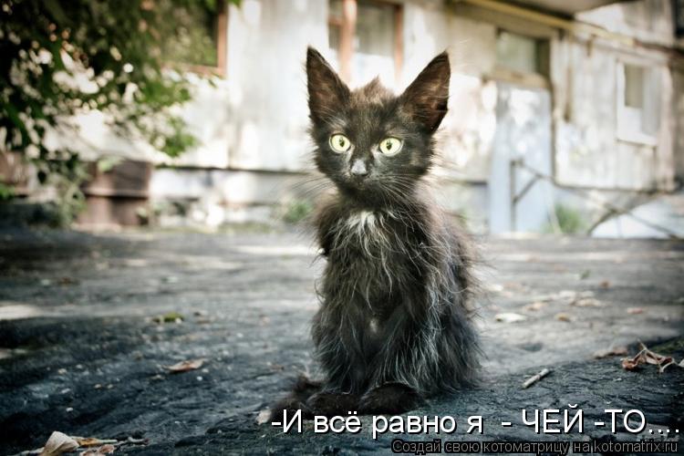-И всё равно я - ЧЕЙ -ТО........ Котоматрица: -И всё равно я - ЧЕЙ -ТО.....