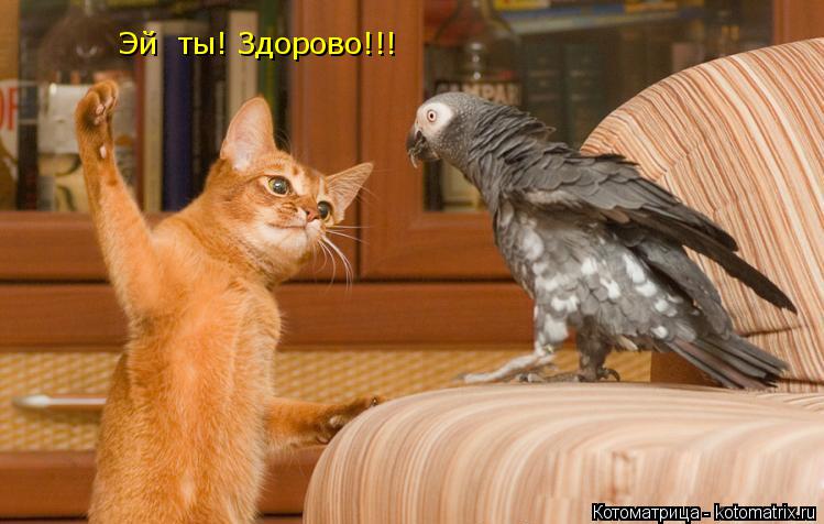 Эй ты! Здорово!!!... Котоматрица: Эй ты! Здорово!!!