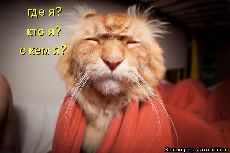 где я? кто я? с кем я?... Котоматрица: где я? кто я? с кем я?