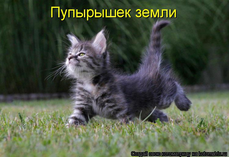 Пупырышек земли... Котоматрица: Пупырышек земли