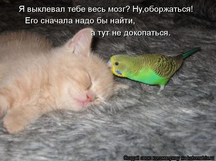Я выклевал тебе весь мозг? Ну,оборжаться! Его сначала надо бы найти, а тут не докопаться.... Котоматрица: Я выклевал тебе весь мозг? Ну,оборжаться! Его сначала надо бы найти, а тут не докопаться.