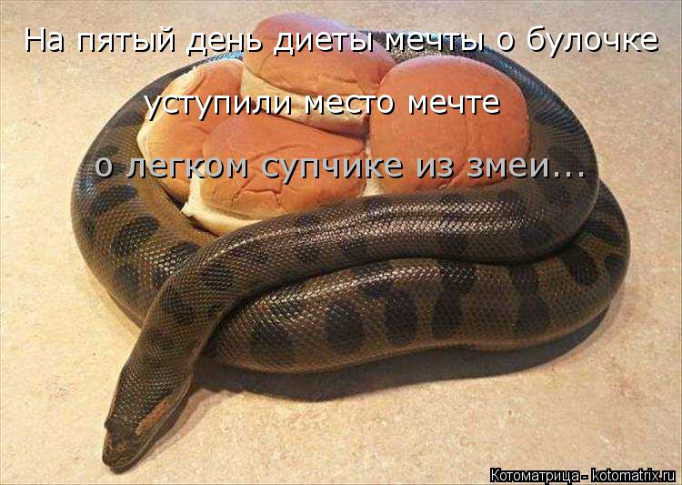 о легком супчике из змеи... На пятый день диеты мечты о булочке уступили место мечте... Котоматрица: о легком супчике из змеи... На пятый день диеты мечты о булочке уступили место мечте