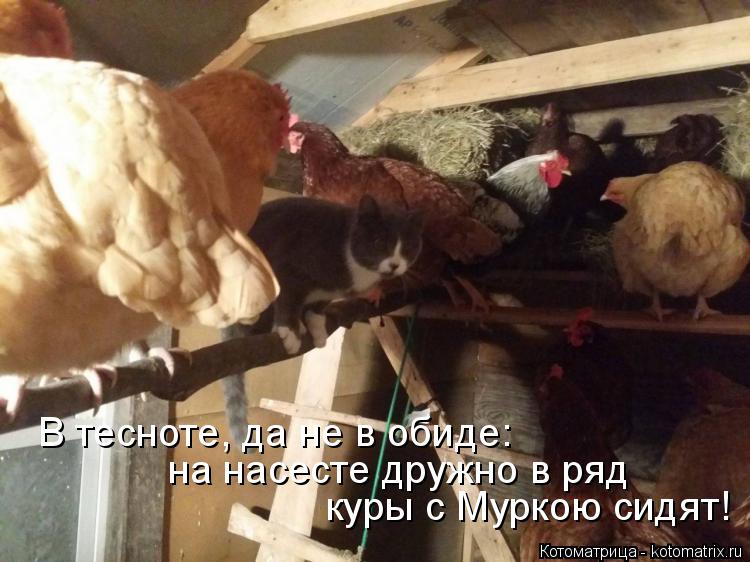 куры с Муркою сидят! на насесте дружно в ряд В тесноте, да не в обиде:... Котоматрица: куры с Муркою сидят! на насесте дружно в ряд В тесноте, да не в обиде: