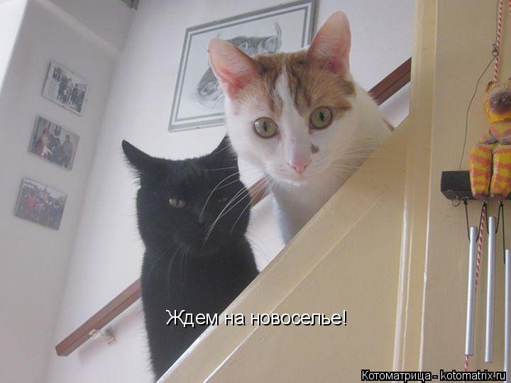Ждем на новоселье!... Котоматрица: Ждем на новоселье!