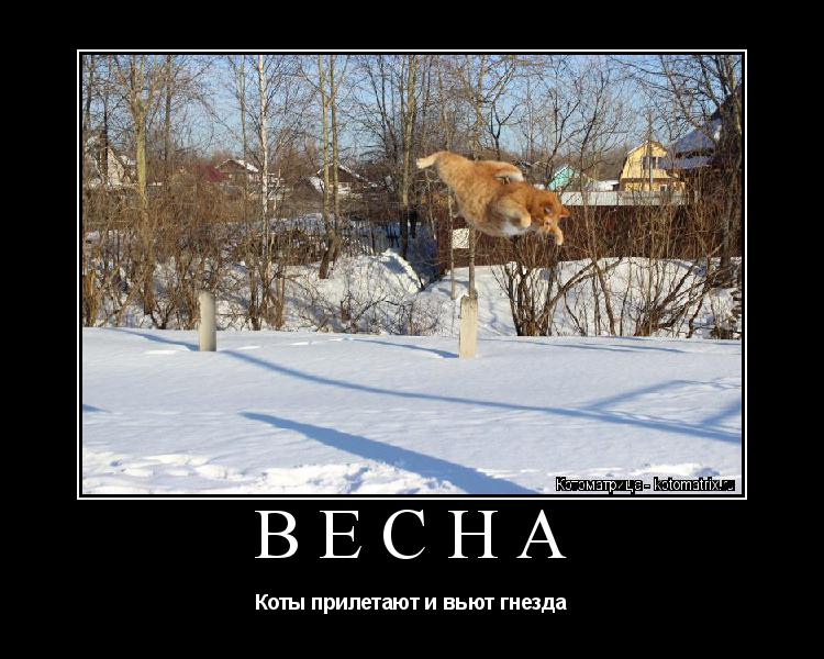ВЕСНА Коты прилетают и вьют гнезда... Котоматрица: ВЕСНА Коты прилетают и вьют гнезда