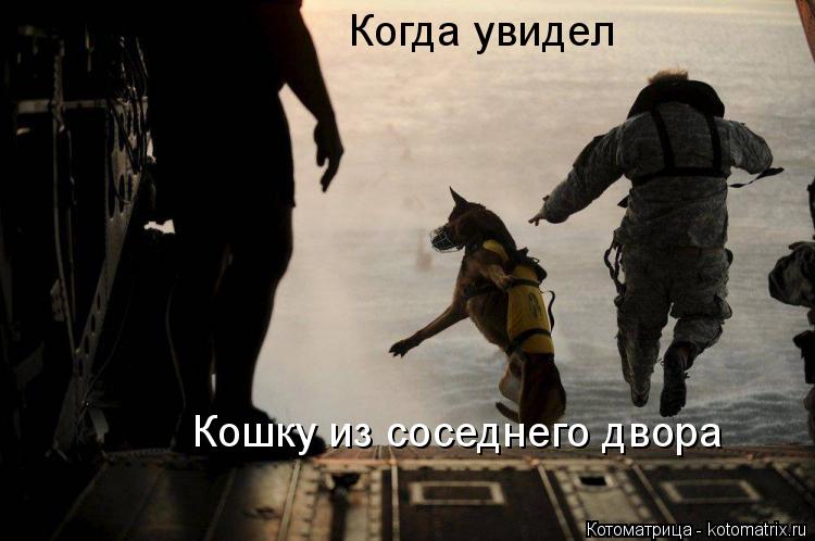 Когда увидел Кошку из соседнего двора... Котоматрица: Когда увидел Кошку из соседнего двора