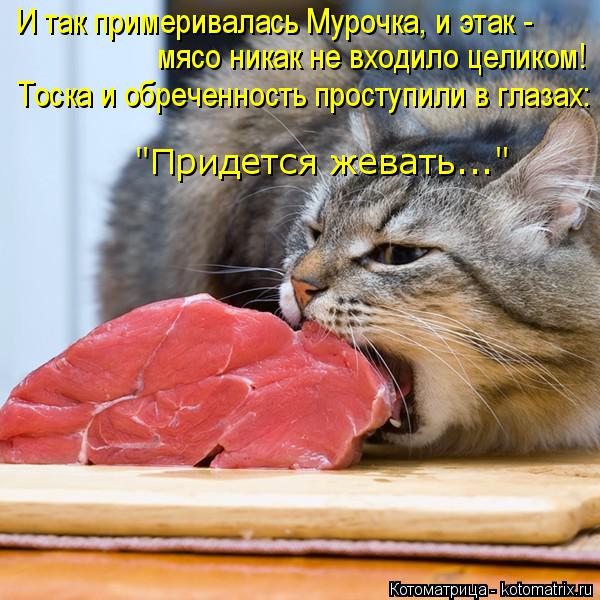 И так примеривалась Мурочка, и этак - мясо никак не входило целиком! Тоска и обреченность проступили... Котоматрица: И так примеривалась Мурочка, и этак - мясо никак не входило целиком! Тоска и обреченность проступили в глазах: "Придется жевать..."