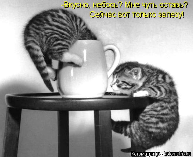 -Вкусно, небось? Мне чуть оставь? Cейчас вот только залезу!... Котоматрица: -Вкусно, небось? Мне чуть оставь? Cейчас вот только залезу!