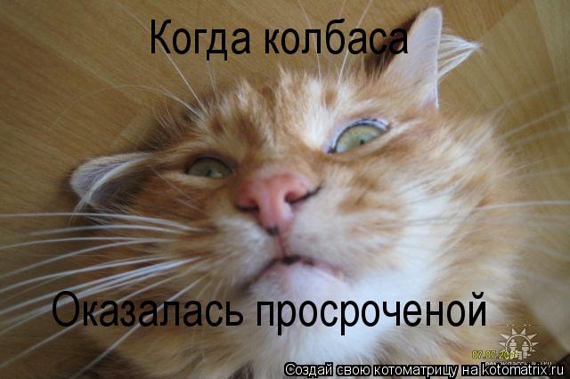 Когда колбаса Оказалась просроченой... Котоматрица: Когда колбаса Оказалась просроченой