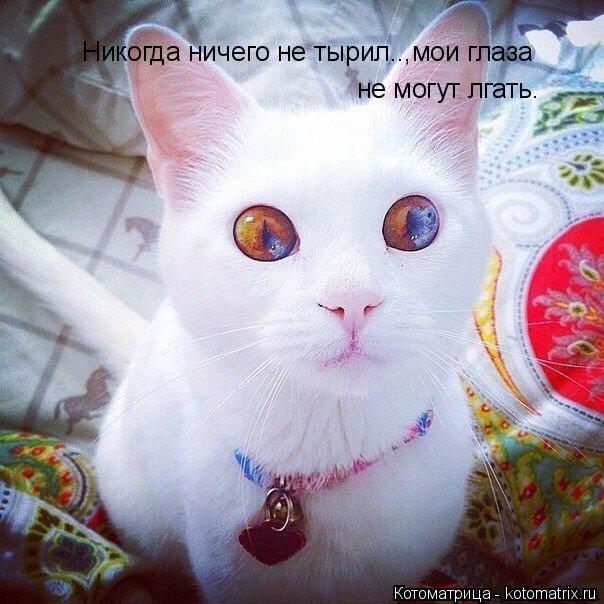 Никогда ничего не тырил..,мои глаза не могут лгать.... Котоматрица: Никогда ничего не тырил..,мои глаза не могут лгать.