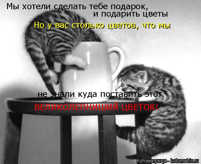 Мы хотели сделать тебе подарок, и подарить цветы Но у вас столько цветов, что мы не знали куда постав... Котоматрица: Мы хотели сделать тебе подарок, и подарить цветы Но у вас столько цветов, что мы не знали куда поставить этот ВЕЛИКОЛЕПНИШИЙ ЦВЕТОК!