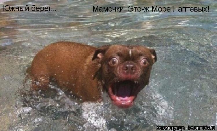 Южный берег... Мамочки!.Это-ж Море Лаптевых!... Котоматрица: Южный берег... Мамочки!.Это-ж Море Лаптевых!