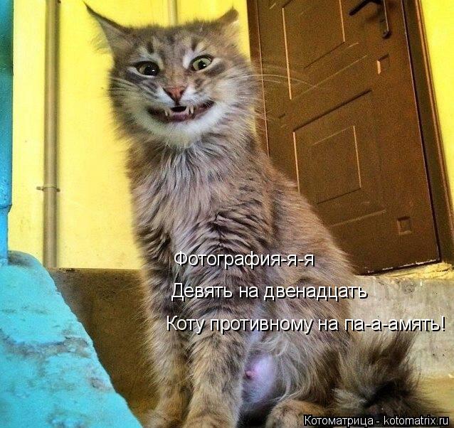 Фотография-я-я Коту противному на па-а-амять! Девять на двенадцать... Котоматрица: Фотография-я-я Коту противному на па-а-амять! Девять на двенадцать