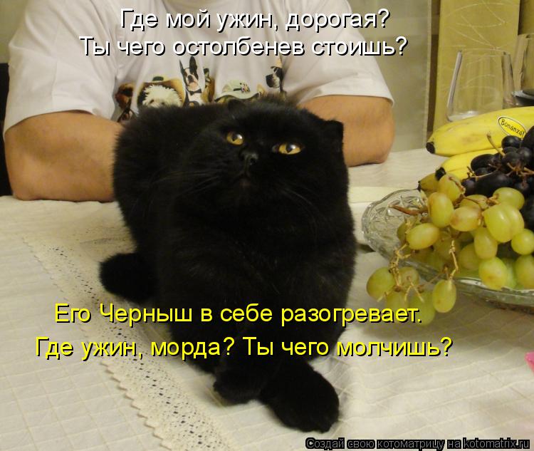 Где мой ужин, дорогая? Ты чего остолбенев стоишь? Его Черныш в себе разогревает. Где ужин, морда? Ты... Котоматрица: Где мой ужин, дорогая? Ты чего остолбенев стоишь? Его Черныш в себе разогревает. Где ужин, морда? Ты чего молчишь?