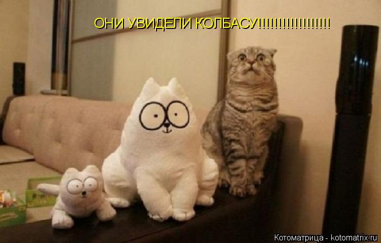 ОНИ УВИДЕЛИ КОЛБАСУ!!!!!!!!!!!!!!!!!!... Котоматрица: ОНИ УВИДЕЛИ КОЛБАСУ!!!!!!!!!!!!!!!!!!