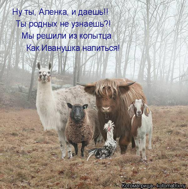 Ну ты, Аленка, и даешь!! Ты родных не узнаешь?! Мы решили из копытца Как Иванушка напиться!... Котоматрица: Ну ты, Аленка, и даешь!! Ты родных не узнаешь?! Мы решили из копытца Как Иванушка напиться!