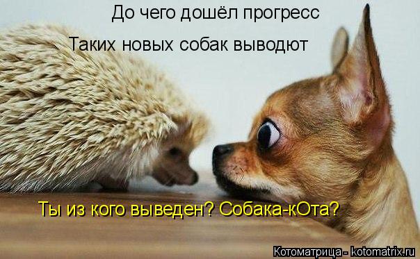 До чего дошёл прогресс Таких новых собак выводют Ты из кого выведен? Собака-кОта?... Котоматрица: До чего дошёл прогресс Таких новых собак выводют Ты из кого выведен? Собака-кОта?