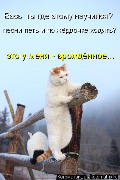 Вась, ты где этому научился? песни петь и по жёрдочке ходить? это у меня - врождённое...... Котоматрица: Вась, ты где этому научился? песни петь и по жёрдочке ходить? это у меня - врождённое...