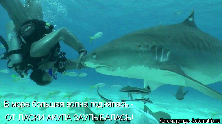 Котоматрица: В море большая волна поднялась - ОТ ЛАСКИ АКУЛА ЗАУЛЫБАЛАСЬ!