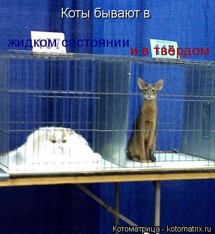 Коты бывают в жидком састоянии и в твёрдом... Котоматрица: Коты бывают в жидком састоянии и в твёрдом