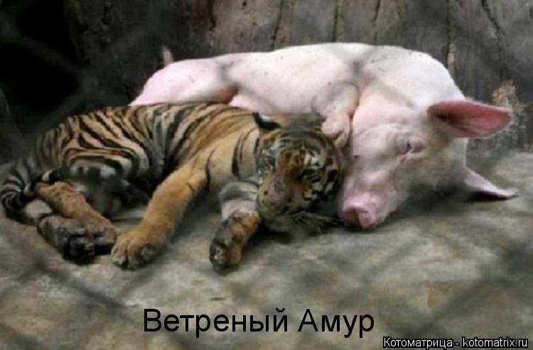 Котоматрица: Ветреный Амур