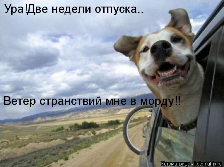 Котоматрица: Ура!Две недели отпуска.. Ветер странствий мне в морду!!