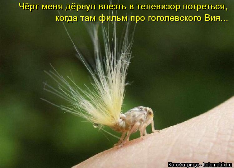 Котоматрица: Чёрт меня дёрнул влезть в телевизор погреться, когда там фильм про гоголевского Вия...