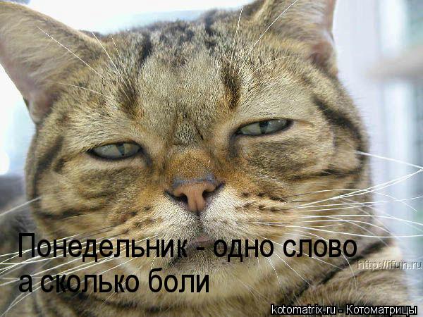 Котоматрица: Понедельник - одно слово а сколько боли
