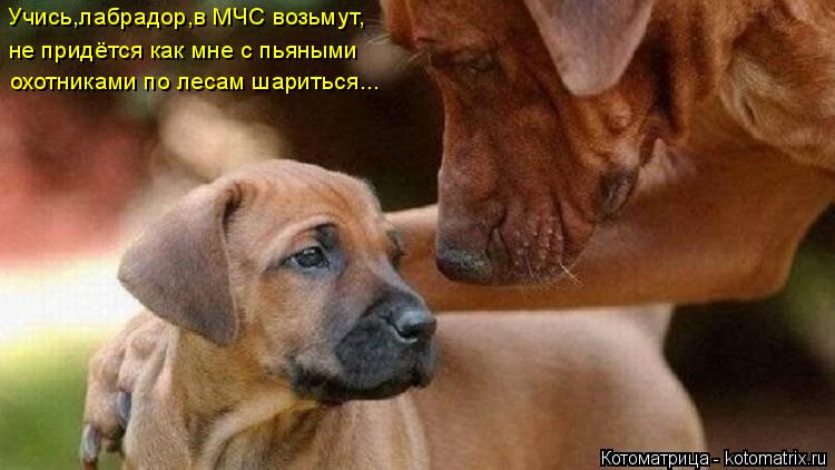 Котоматрица: Учись,лабрадор,в МЧС возьмут, не придётся как мне с пьяными охотниками по лесам шариться...