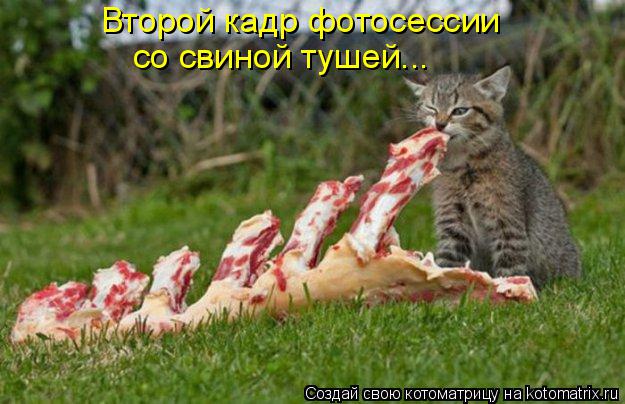 Котоматрица: Второй кадр фотосессии  со свиной тушей...