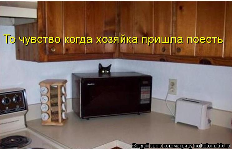 То чувство когда хозяйка пришла поесть... Котоматрица: То чувство когда хозяйка пришла поесть