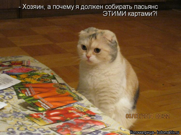 Котоматрица: - Хозяин, а почему я должен собирать пасьянс ЭТИМИ картами?!