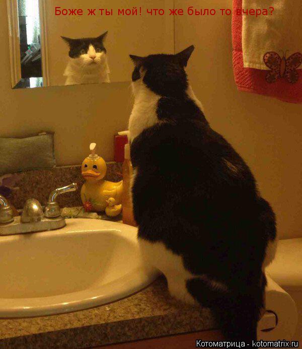 Котоматрица: Боже ж ты мой! что же было то вчера?