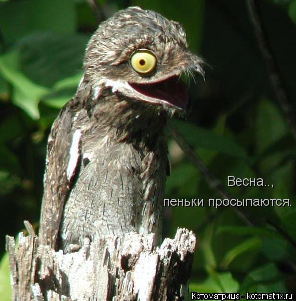 Котоматрица: Весна.., пеньки просыпаются.