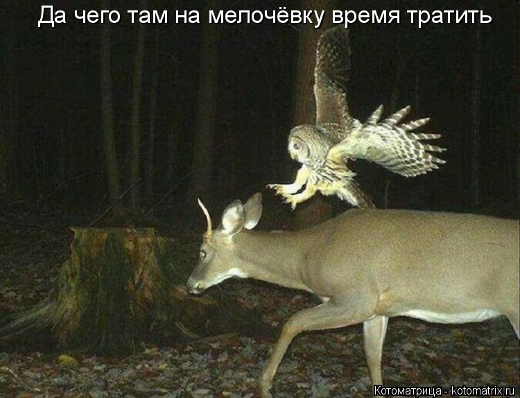 Котоматрица: Да чего там на мелочёвку время тратить