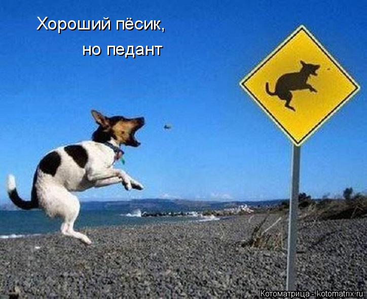 Котоматрица: Хороший пёсик, но педант