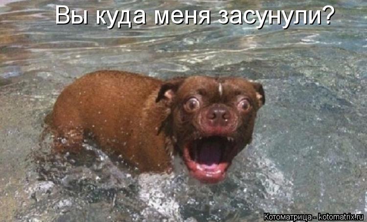 Котоматрица: Вы куда меня засунули?