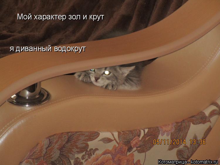 Котоматрица: Мой характер зол и крут я диванный водокрут