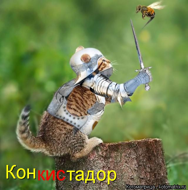 Котоматрица: Кон кис тадор