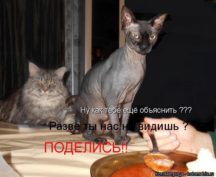 Котоматрица: Ну как тебе ещё объяснить ??? Разве ты нас не видишь ?  ПОДЕЛИСЬ!!