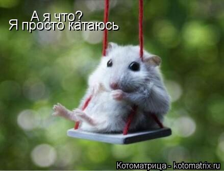 Котоматрица: А я что? Я просто катаюсь