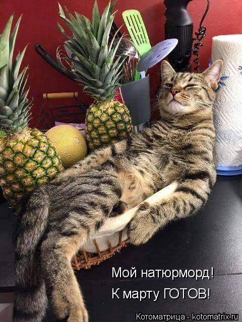 Котоматрица: Мой натюрморд! К марту ГОТОВ!