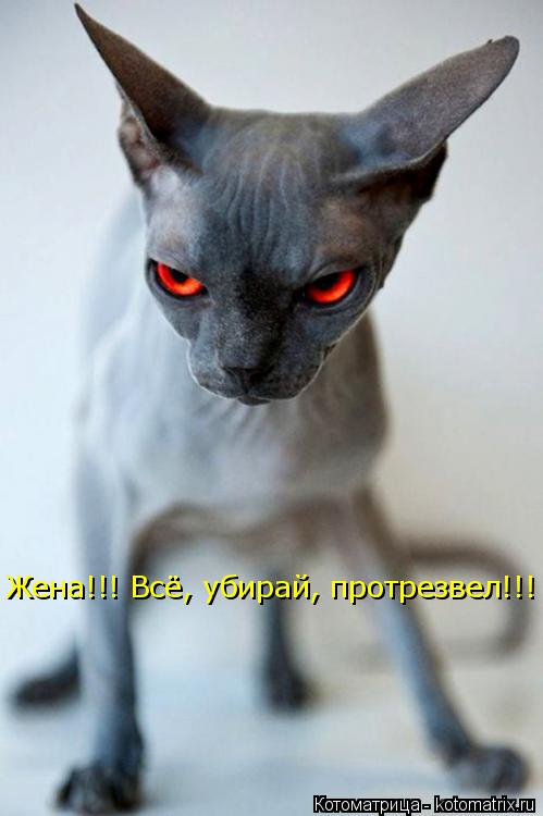 Жена!!! Всё, убирай, протрезвел!!!... Котоматрица: Жена!!! Всё, убирай, протрезвел!!!