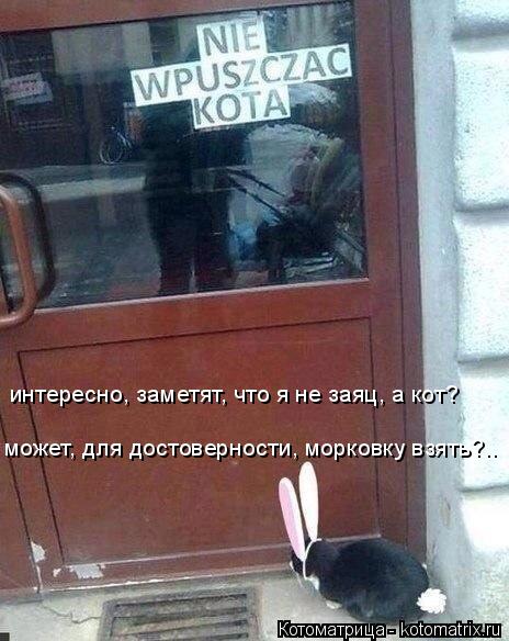 интересно, заметят, что я не заяц, а кот? может, для достоверности, морковку взять?..... Котоматрица: интересно, заметят, что я не заяц, а кот? может, для достоверности, морковку взять?..