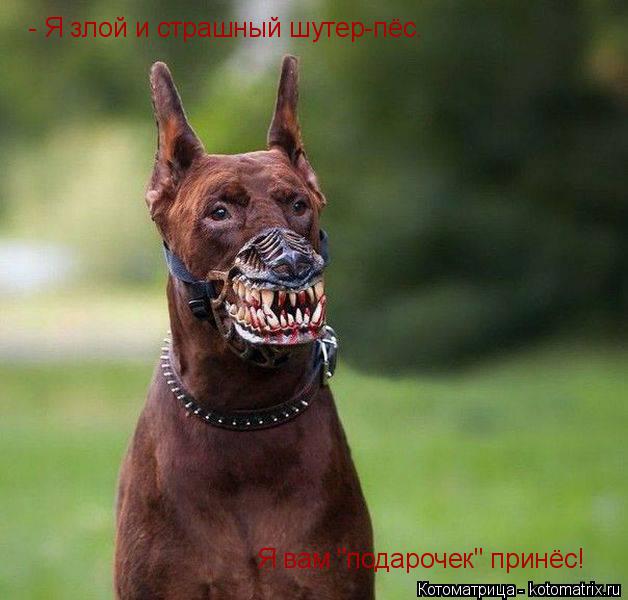 Котоматрица: - Я злой и страшный шутер-пёс. Я вам "подарочек" принёс!