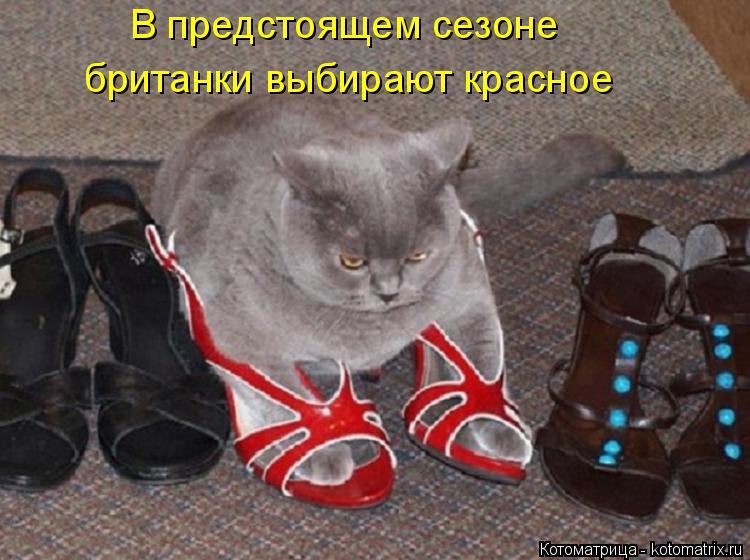 В предстоящем сезоне британки выбирают красное... Котоматрица: В предстоящем сезоне британки выбирают красное