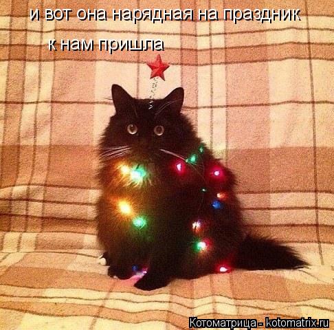 и вот она нарядная на праздник и вот она нарядная на праздник и вот она нарядная на праздник к нам пр... Котоматрица: и вот она нарядная на праздник и вот она нарядная на праздник и вот она нарядная на праздник к нам пришла к нам пришла