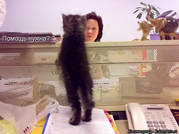 Помощь нужна?... Котоматрица: Помощь нужна?