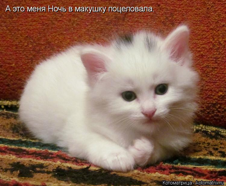 А это меня Ночь в макушку поцеловала.... Котоматрица: А это меня Ночь в макушку поцеловала.