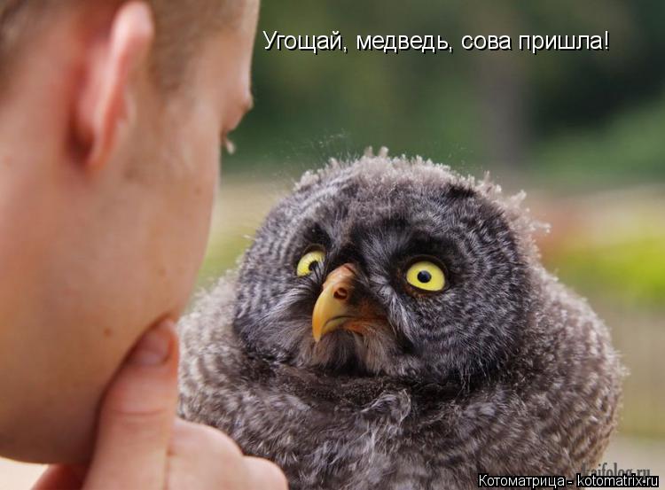 Котоматрица: Угощай, медведь, сова пришла!